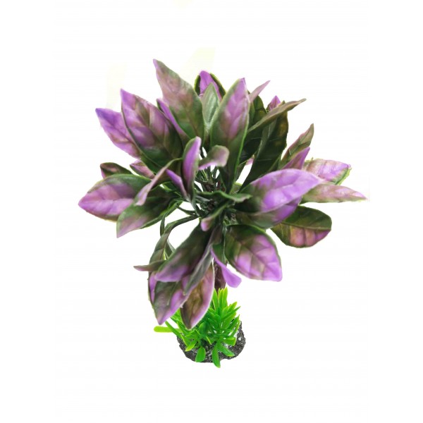 ΔΙΑΚΟΣΜΗΤΙΚΟ ΦΥΤΟ ΕΝΥΔΡΕΙΟΥ